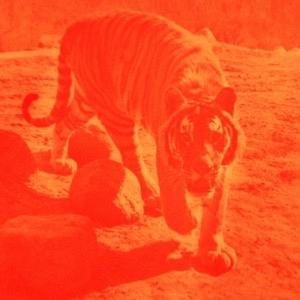 «Охотник и тигр»